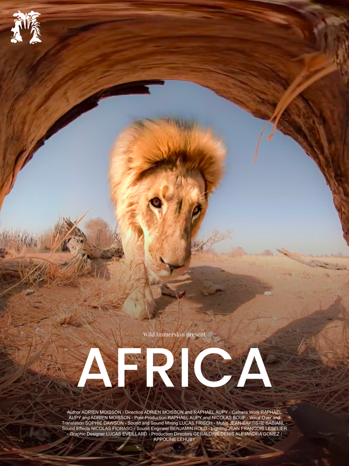 A lioness focuses on something in the distance.