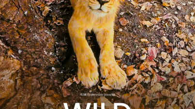 WILD AWAKENING