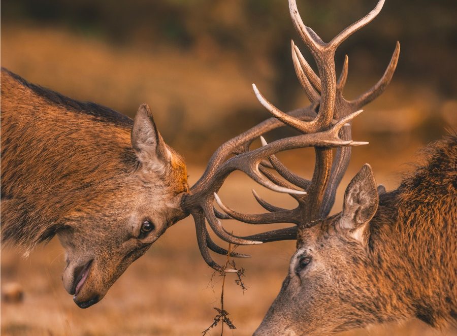 Wildlife-In-Europe